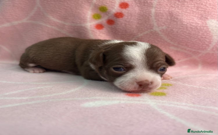 Chihuahua perros - Anuncio 3