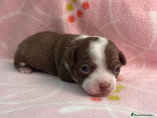 Chihuahua perros - Anuncio 18