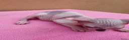 Sphynx gatos en venta: Precioso machito  - Anuncio 5