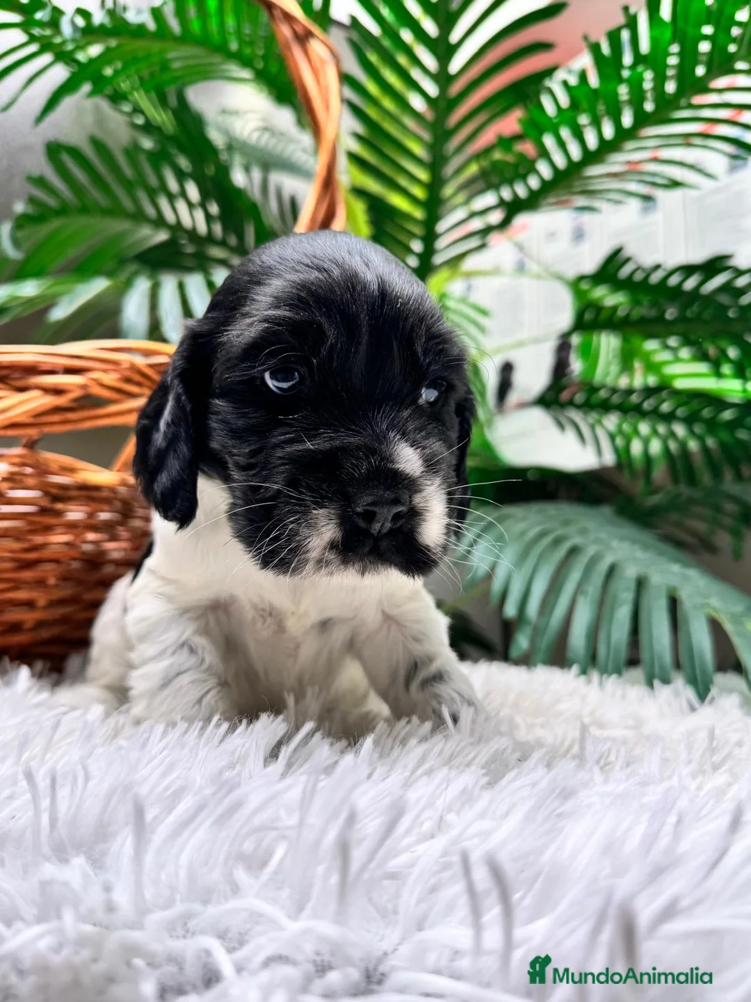 Cocker Spaniel Inglés perros en venta: COCKER SPANIEL INGLES - Anuncio 4