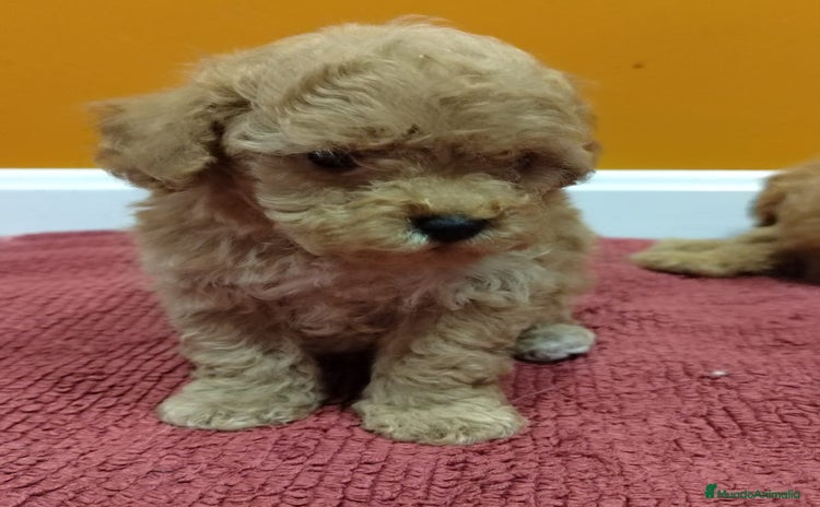 Caniche Toy perros - Propaganda 2