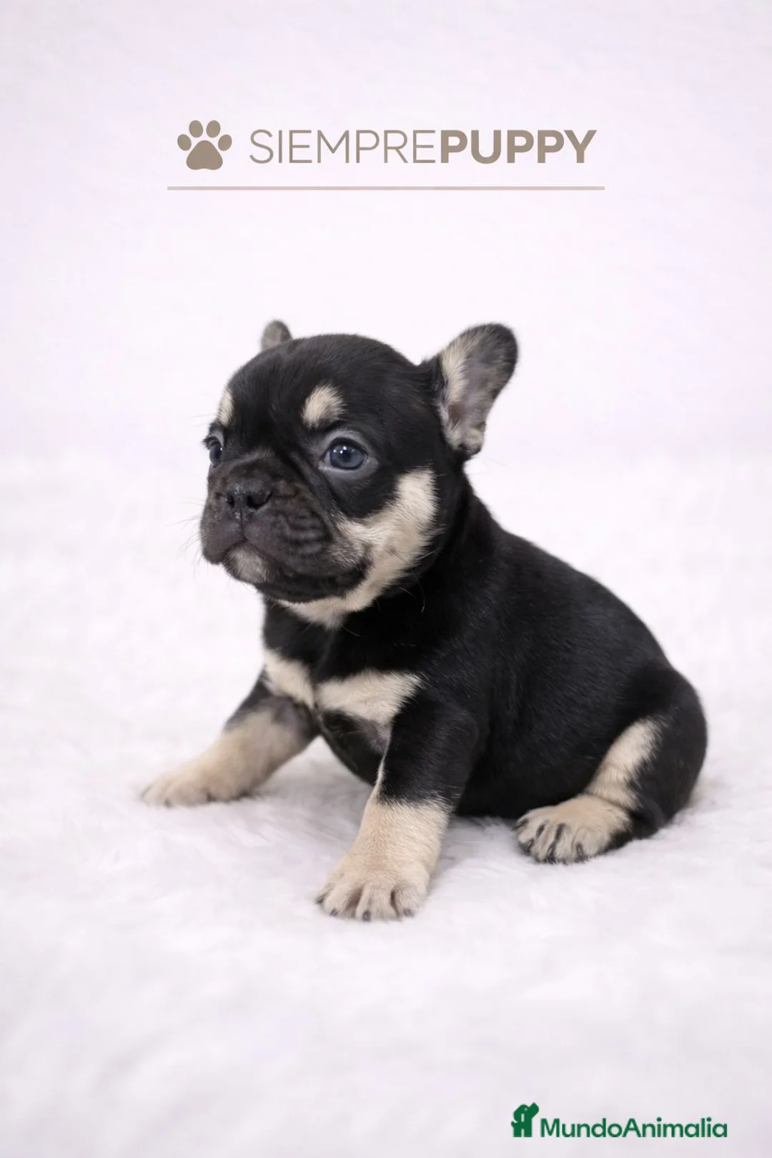 Bulldog Francés perros en venta: CACHORRITOS BULLDOG FRANCÉS - Anuncio 1