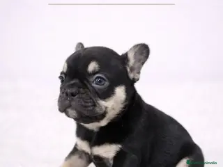 Bulldog Francés perros CACHORRITOS BULLDOG FRANCÉS - Anuncio 1