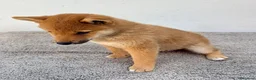 Shiba Inu perros en venta: Shiba Inu - Anuncio 19
