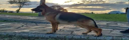 Pastor Alemán perros en venta: Pastores alemanes  - Anuncio 3