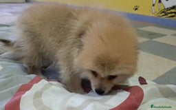 Pomerania perros en venta: Lulu pomerania toy - Imagen 7