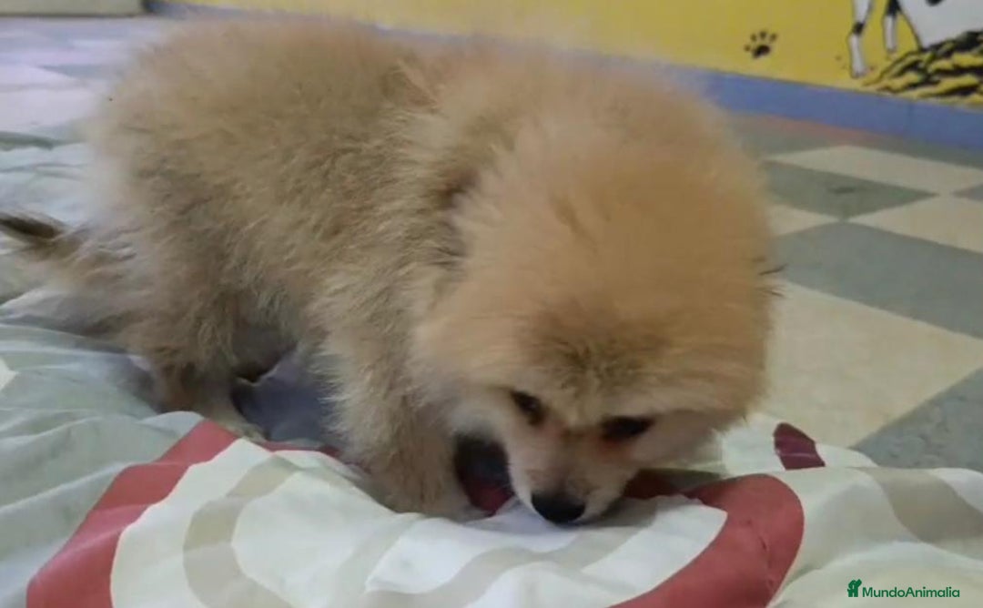 Pomerania perros en venta: Lulu pomerania toy - Imagen 7