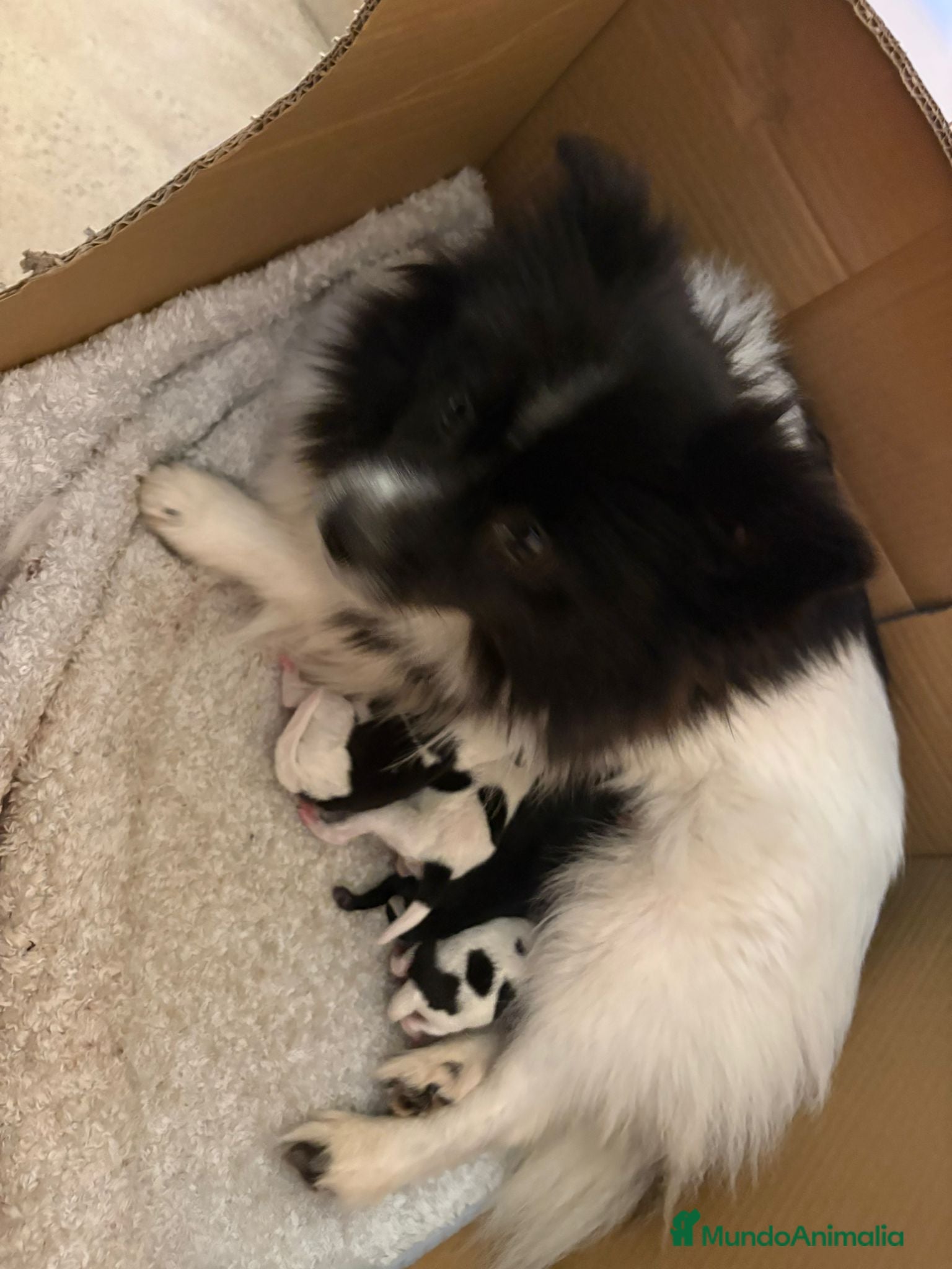 Pomerania perros Pomeranias toy desde 650€ varios colores  - Anuncio 2