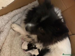 Pomerania perros Pomeranias toy desde 650€ varios colores - Anuncio 2