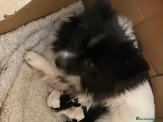 Pomerania perros Pomeranias toy desde 650€ varios colores - Anuncio 27