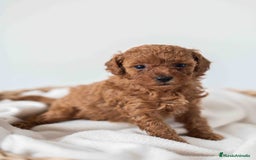 Caniche Toy perros en venta: Caniche toy hembra - Imagen 1