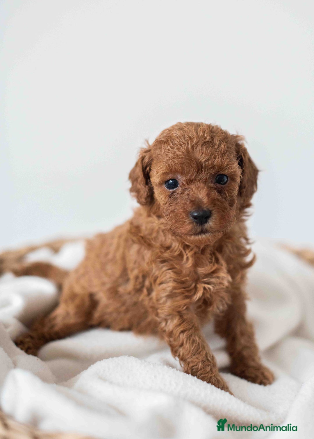 Caniche Toy perros en venta: Caniche toy hembra - Imagen 1