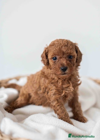 Caniche Toy perros - Anuncio 4