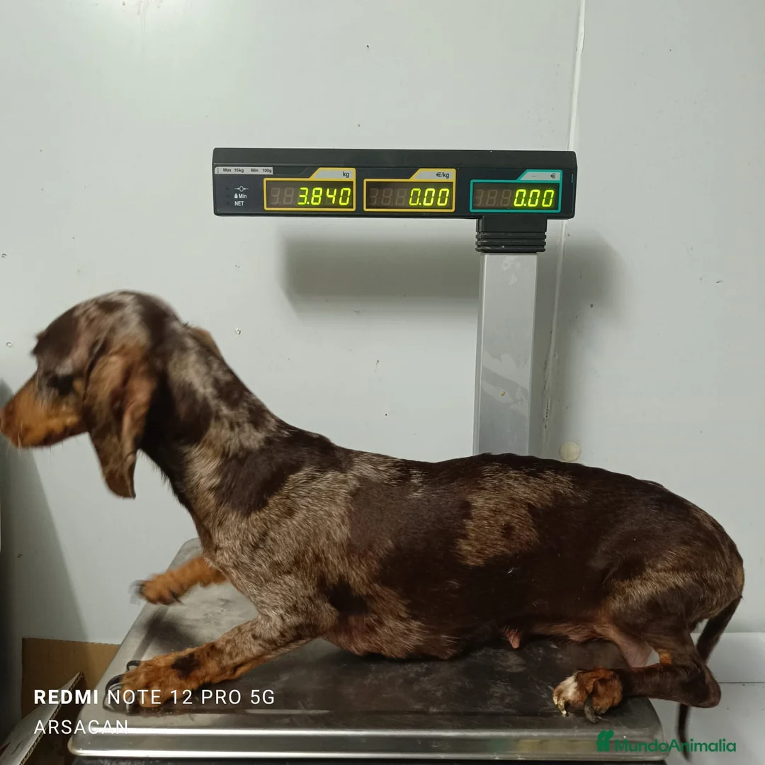 Teckel Miniatura perros en venta: Teckel mini - Anuncio 2