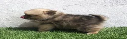 Pomerania perros en venta: Pomerania  - Anuncio 16