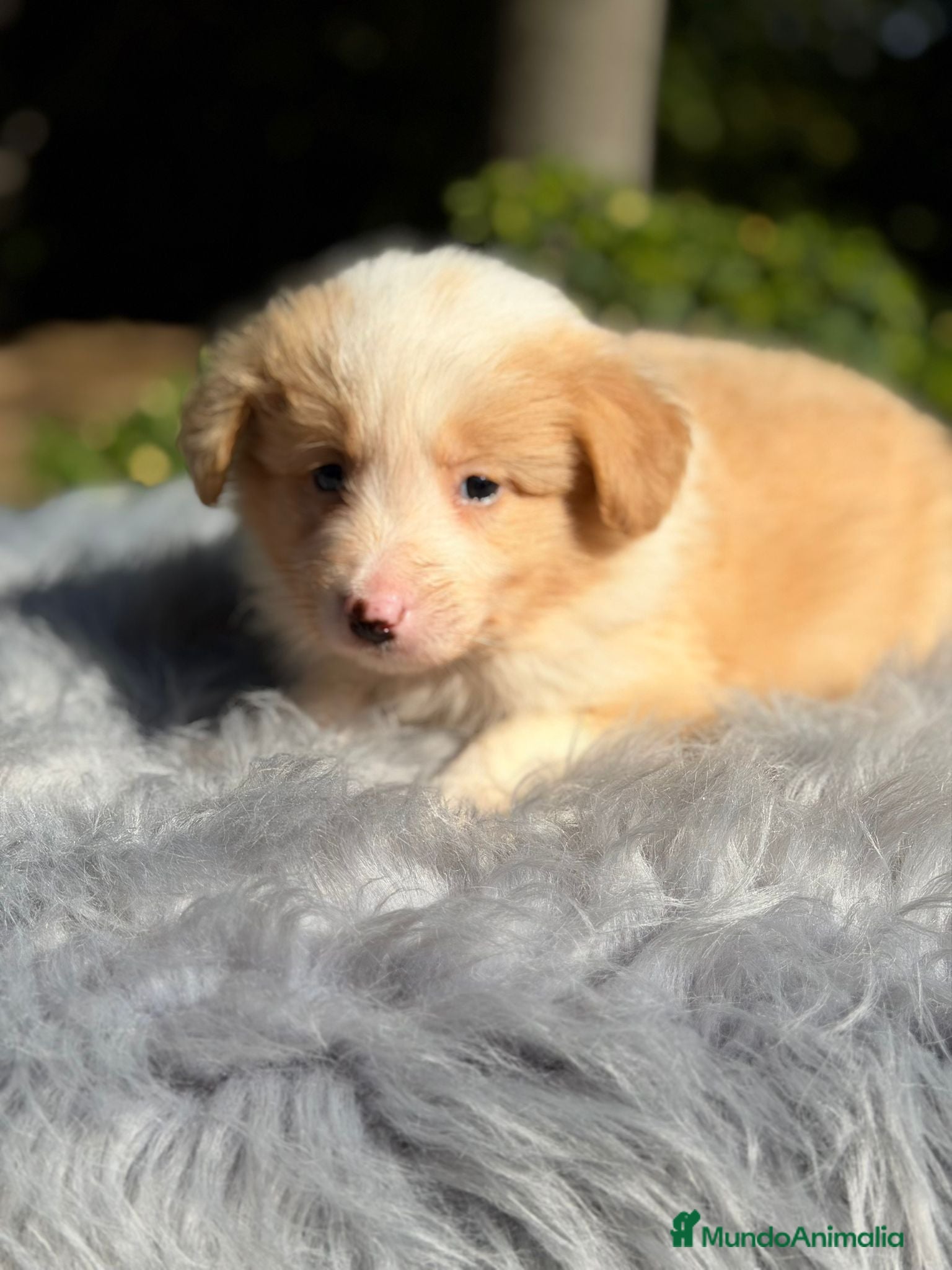 Border Collie perros Border collie rojo australiano  - Anuncio 2