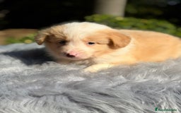 Border Collie perros en venta: Border collie rojo australiano  - Imagen 2