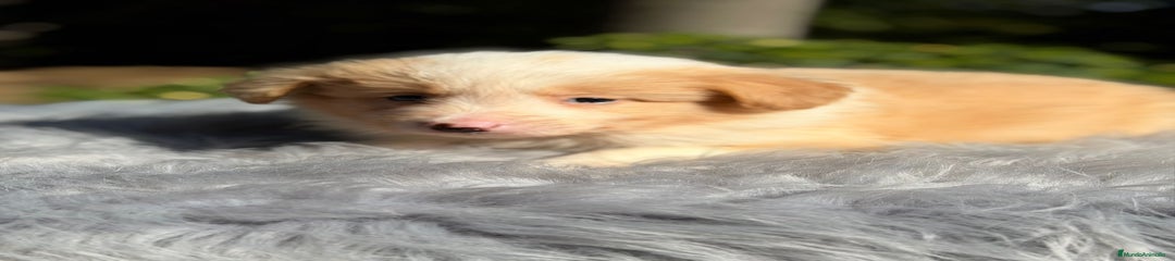 Border Collie Cachorro 2