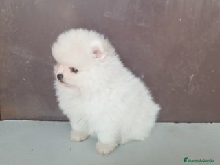 Pomerania perros en Badajoz - Anuncio 17