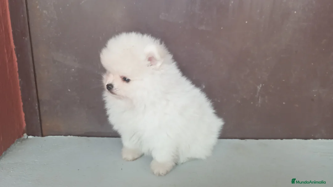 Pomerania perros en venta: Pomerania  en Badajoz - Anuncio 1