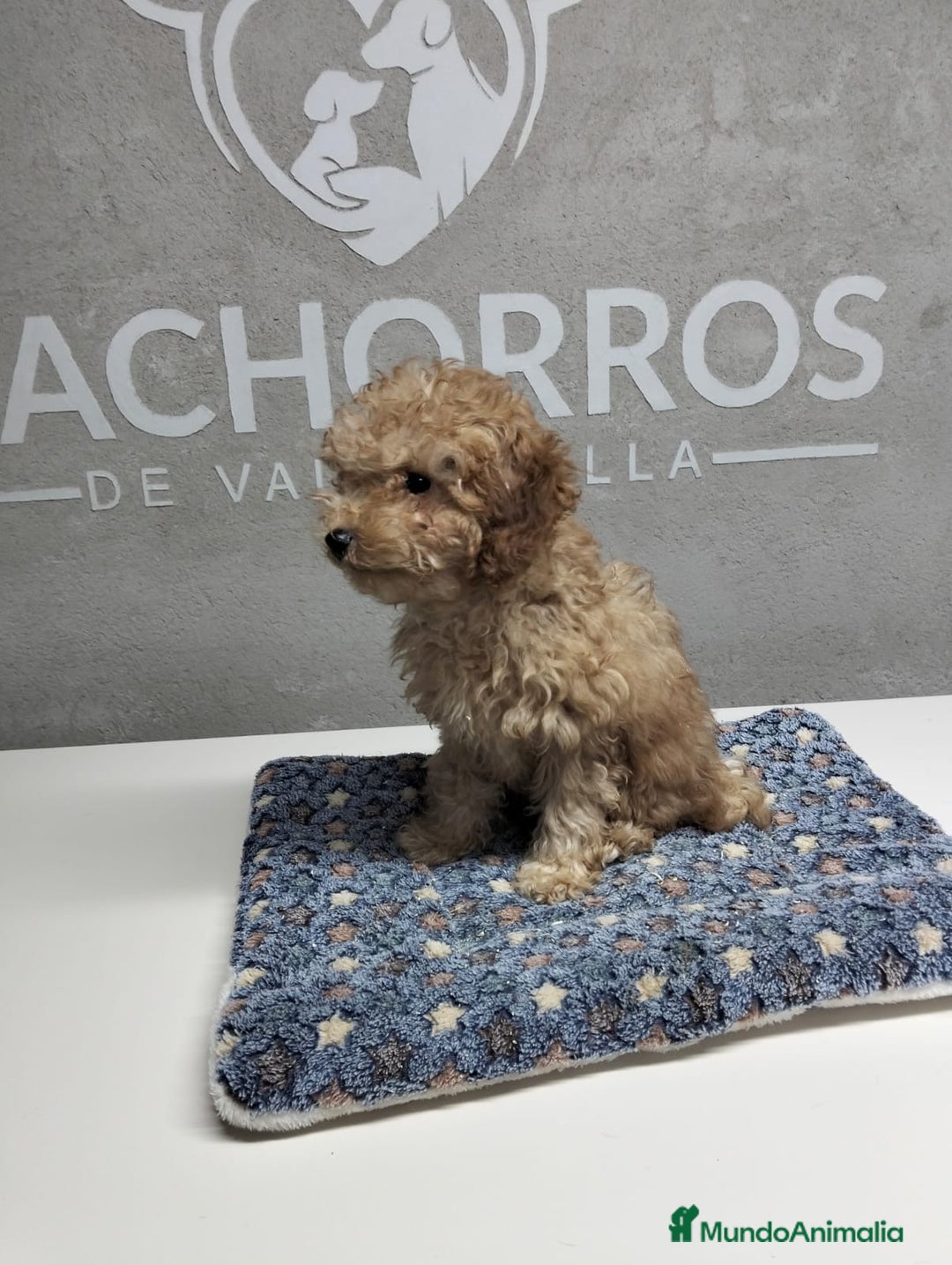 Caniche Toy perros en venta: Dos últimas caniches  - Anuncio 3