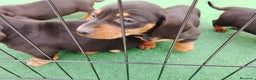 Teckel perros en venta: Cachorros de teckel  - Anuncio 2