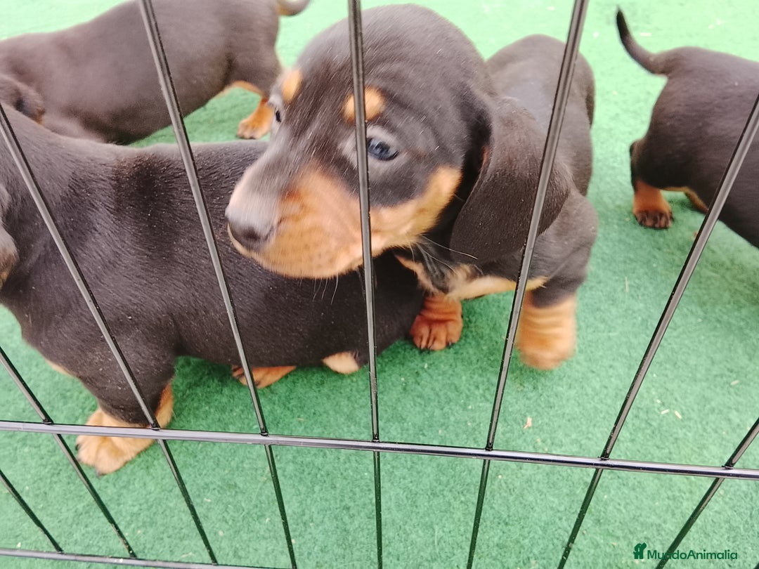 Teckel perros en venta: Cachorros de teckel  - Anuncio 2