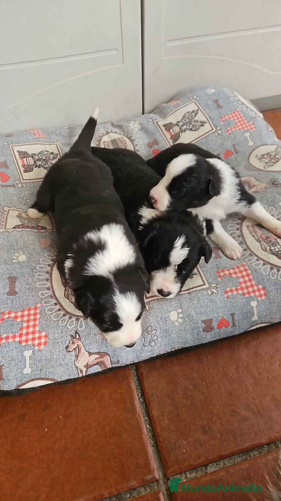 Border Collie perros Cachorros Border Collie - Anuncio 1