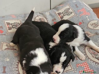 Border Collie perros Cachorros Border Collie - Anuncio 20