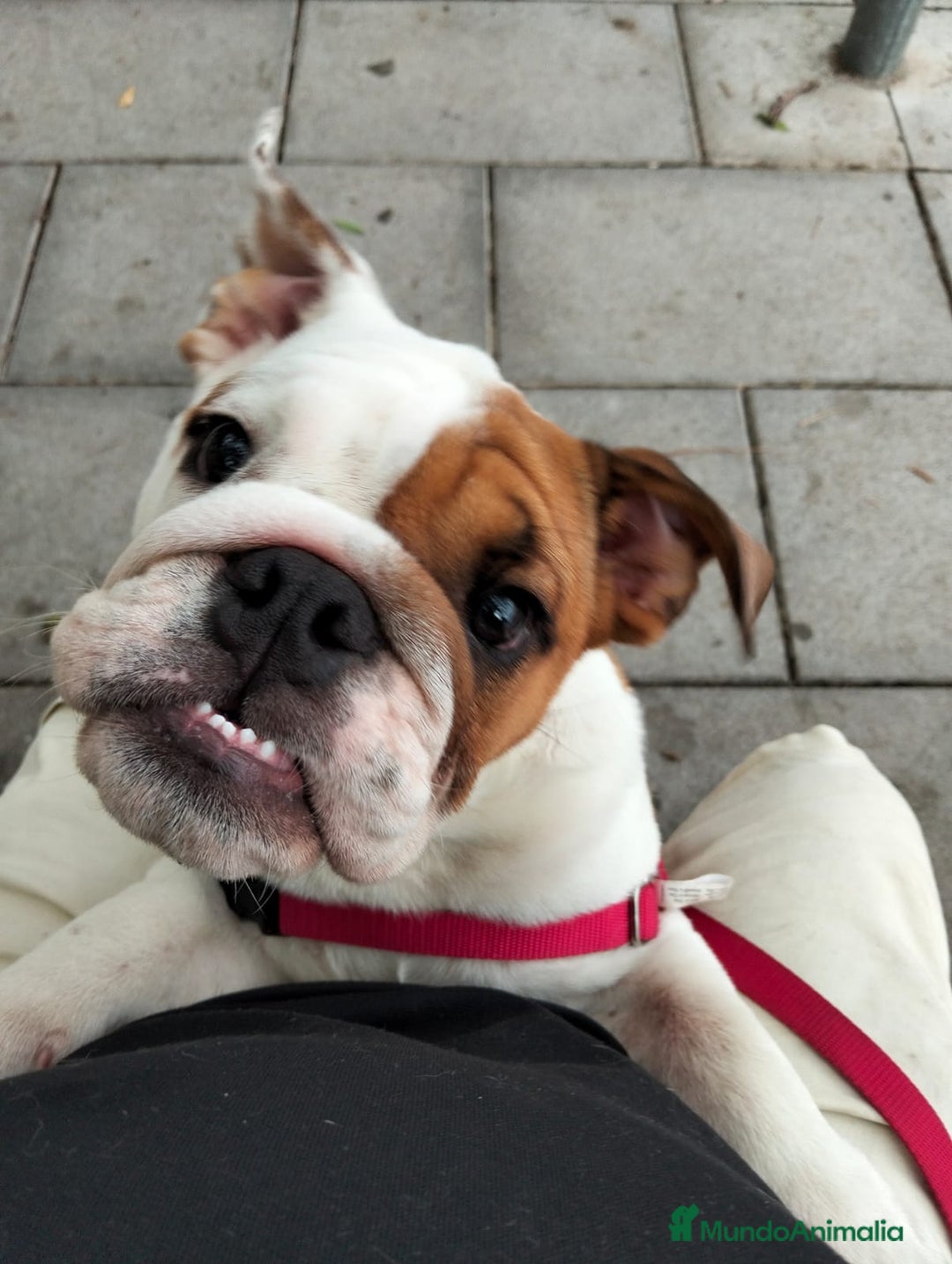 Bulldog Inglés perros en venta: Bulldog ingles  - Imagen 1