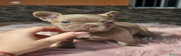 Bulldog Francés perros en venta: Bulldog francés exoticos  - Anuncio 4