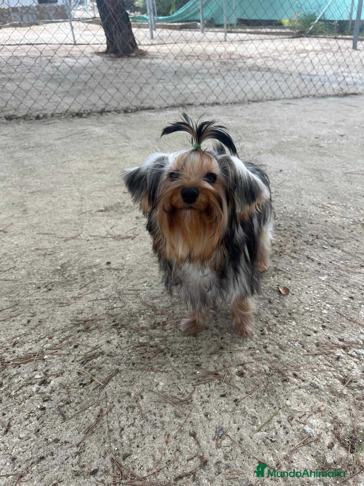 Yorkshire Terrier perros YORKSHIRE TERRIER TOY - Anuncio 4