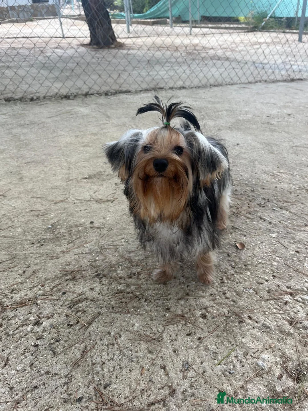 Yorkshire Terrier perros en venta: YORKSHIRE TERRIER TOY - Anuncio 1
