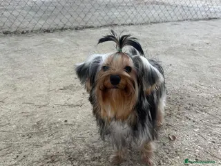 Yorkshire Terrier perros YORKSHIRE TERRIER TOY - Anuncio 4