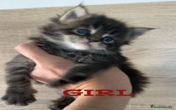 Maine Coon gatos en venta: Main Coon, nueva camada - Anuncio 3