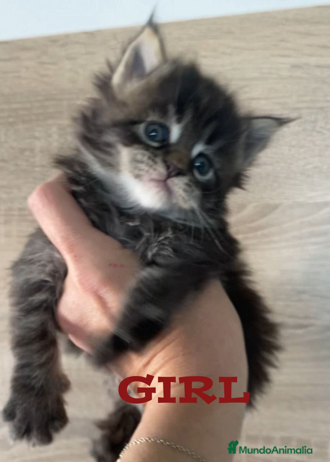 Maine Coon gatos en venta: Main Coon, nueva camada - Anuncio 3