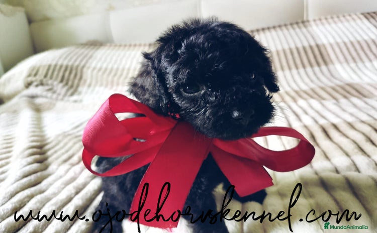 Caniche Toy perros - Anuncio 2