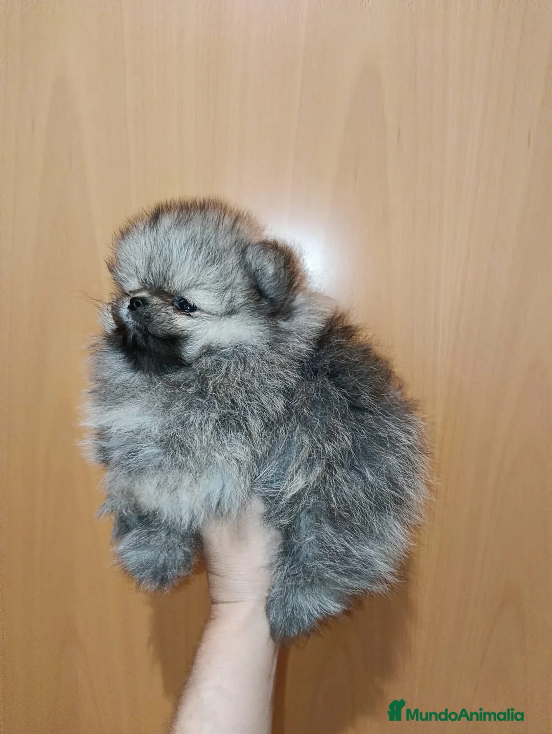 Pomerania perros en venta: Pomerania de Lulú - Anuncio 1