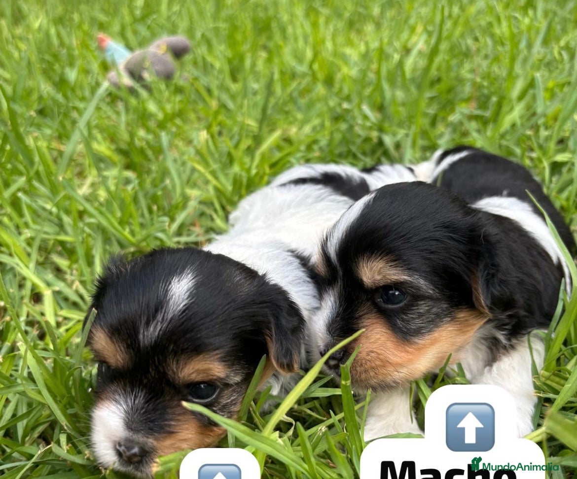 Biewer Yorkshire Terrier a la Pom Pon perros Camada yorkshire biewer - Anuncio 3