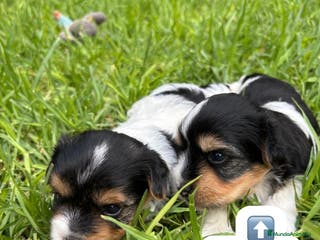 Biewer Yorkshire Terrier a la Pom Pon perros Camada yorkshire biewer - Anuncio 2