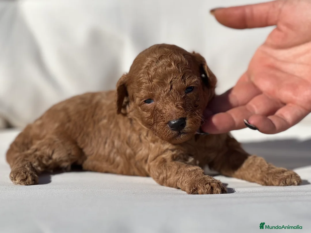 Caniche Toy perros en venta: PRECIOSO EJEMPLAR DE CANICHE TOY ROJO - Anuncio 4