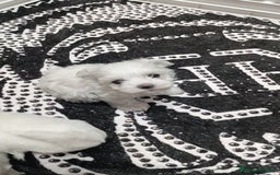 Bichón Maltés perros en venta: Bichón maltés toys y varias razas de gran calidad  - Imagen 1