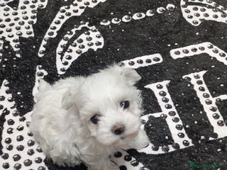 Bichón Maltés perros - Anuncio 18