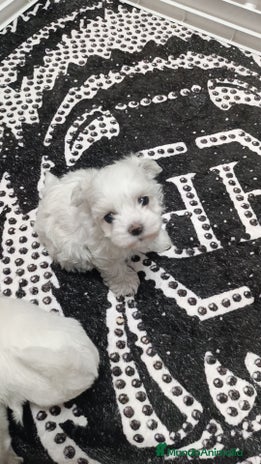 Bichón Maltés perros - Anuncio 5