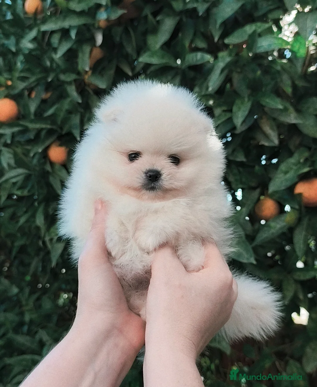 Pomerania perros en venta: Pomerania de calidad  - Anuncio 5