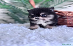 Pomerania perros en venta: POMERANIA HEMBRA - Imagen 2