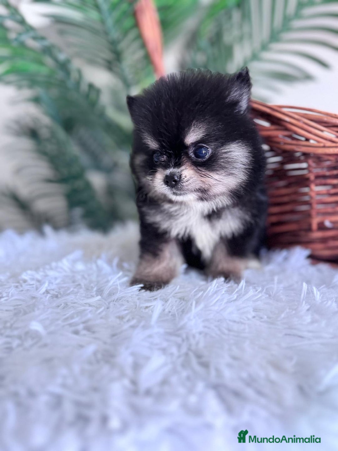 Pomerania perros en venta: POMERANIA HEMBRA - Imagen 2