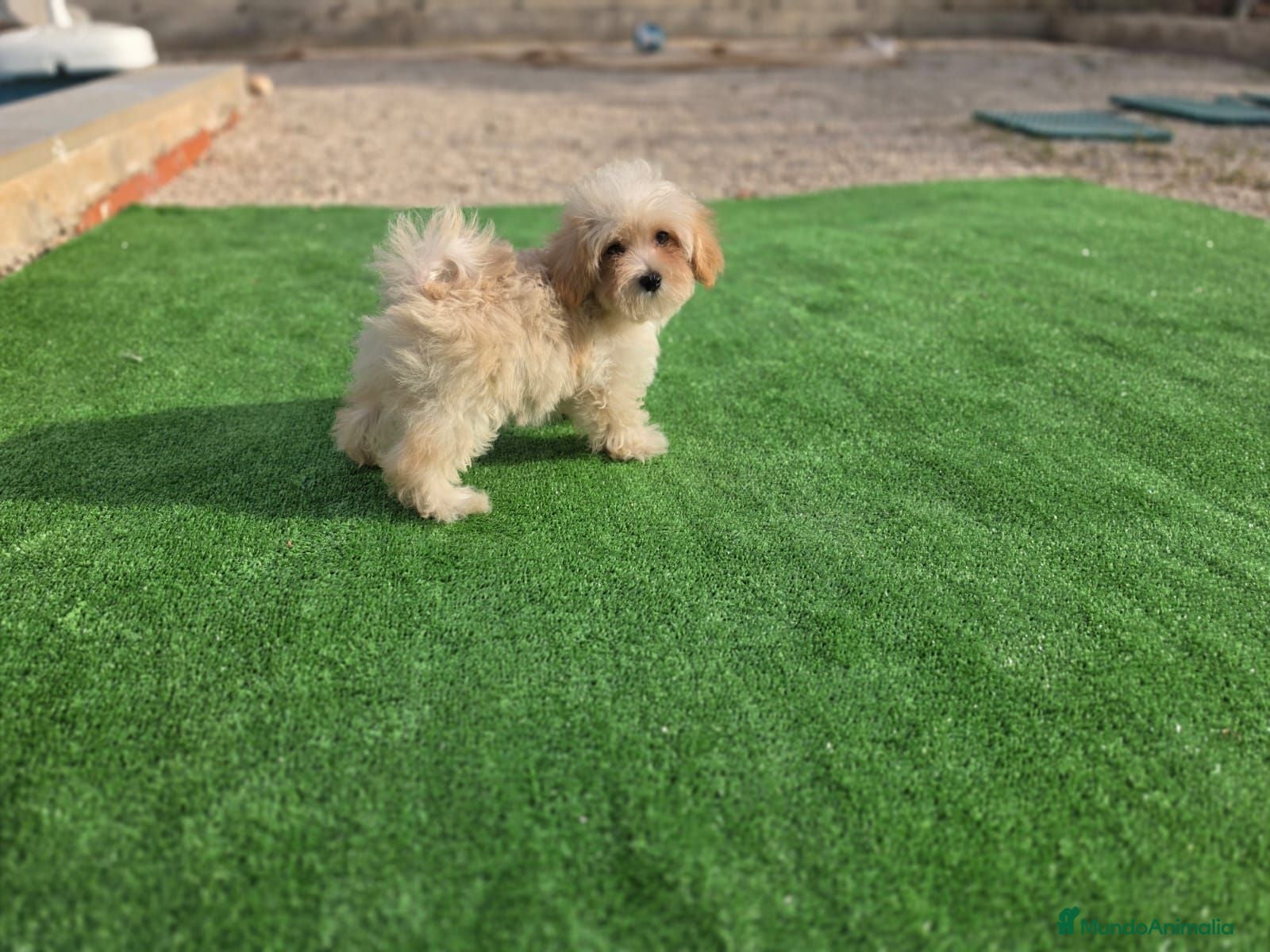 Maltipoo perros Cachorrito Maltipoo - Anuncio 8