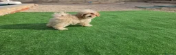 Maltipoo perros en venta: Cachorrito Maltipoo - Anuncio 1
