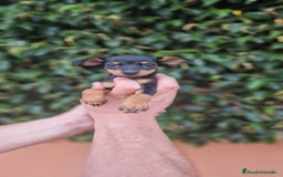 Pinscher Miniatura perros en venta: MINI PINCHER TOY - Imagen 3